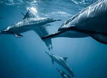 枪声震天博主晒孟菲斯市新闻画面:没人愿意加盟灰熊